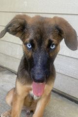 Moki, a black and brown german shepherd & belgian malinois mix