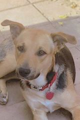 Neo, a tan, black, and grey shepherd mix