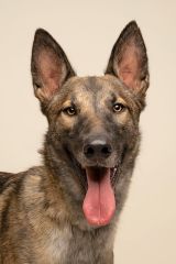 Rico, a black and tan German Shepherd/Belgian mix