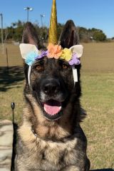 Sable German Shepherd sitting with unicorn headband on