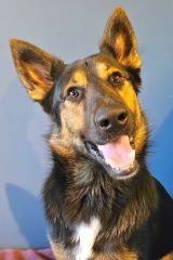 Oswald, a black, tan and white german shepherd