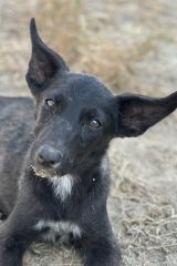 Rally, a black shepherd pup with white markings