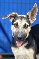 Rascal, a black and tan german shepherd puppy with one floppy ear