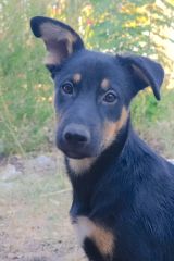 Rex, a black and tan german shepherd mix