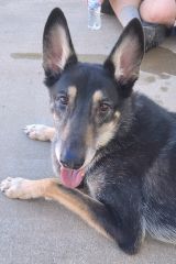 Roark, a black and tan german shepherd mix