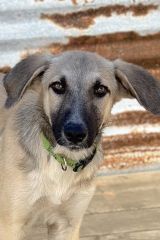 Rocky, a blond and black german shepherd puppy