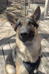 Ryder, a black and tan german shepherd