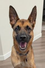 Ryder, a black and tan german shepherd
