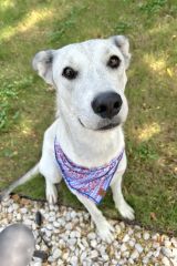 Shelby, a white and gray shepherd mix