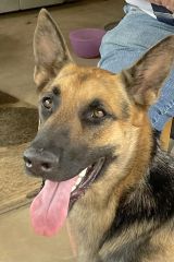 Shep, a black and tan german shepherd