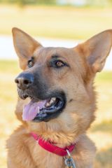 Sonja, a black and tan german shepherd