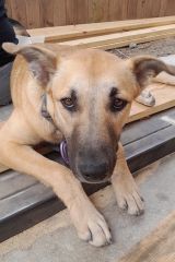 Trinity, a reddish brown and black shepherd mix