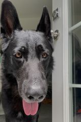 Wolfie, a large black german shepherd