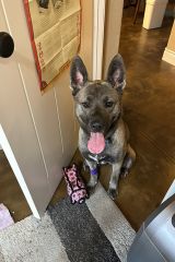 Brown and Black German Shepherd Mix sitting near a door