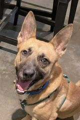 Yondu, a tan and brown german shepherd mix