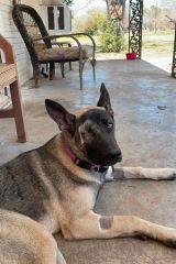 German Shepherd Alaskan Malamute Mix, laying down