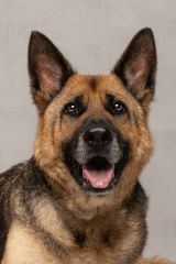 Ziva, a black and tan german shepherd