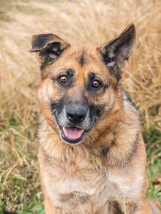 Coach, a black and tan shepherd with one floppy ear