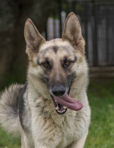 America, a cream and black german shepherd