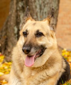 Angie, a black and tan german shepherd