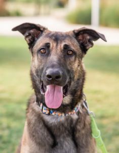 Ash, a black and tan german shepherd