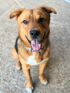 Red, Black and White German Shepherd mix sitting