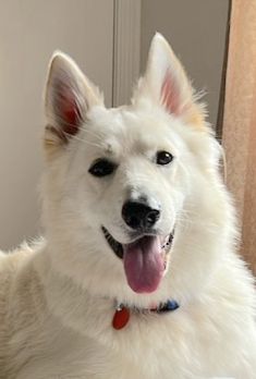 Beau, a fluffy white husky, shepherd, retriever mix