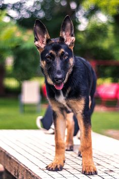 Bella, a black and tan german shepherd puppy