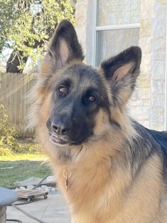 Bella, a beautiful long haired, black and tan german shepherd