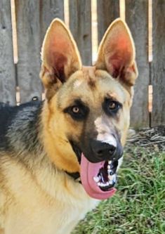 Brady, a black and tan german shepherd