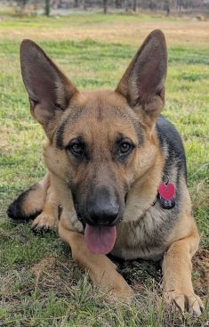 Brodie, a black and tan young german shepherd