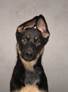 Cairo, a black and tan german shepherd puppy