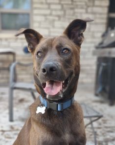 Cesar, a brown Belgian Malinois mix