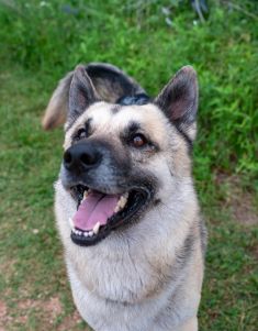 Chance, a black and tan german shepherd