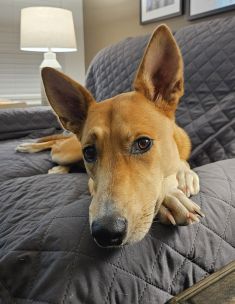 Charli, a tan and white shepherd mix