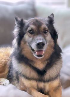 Chief, a beige, black and white shepherd