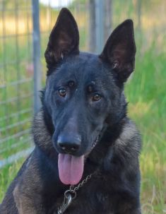 Chip, a black and sliver german shepherd