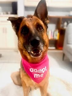 Tan and Black German Shepherd sitting with adopt me bandana