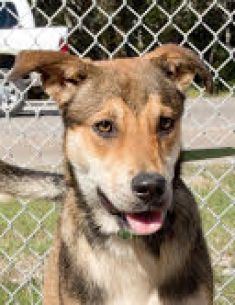Brown and tan shepherd mix