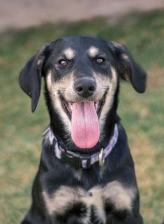 Daisy, a black and cream german shepherd mix puppy