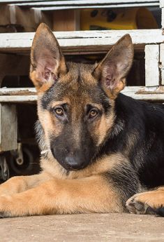 Dean, a black and tan german shepherd puppy