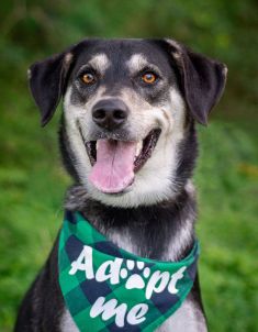 Duchess, a black, tan and white german shepherd mix