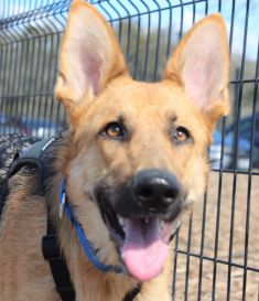 Eva, a sable german shepherd