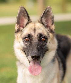 Flute, a black and tan german shepherd