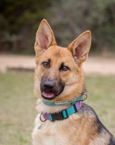 Foxy, a tan and black german shepherd