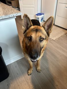 Tan and Black German Shepherd standing on wood floor