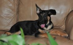 Lena, a black and tan german shepherd puppy