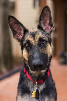 Haven, a black and tan german shepherd