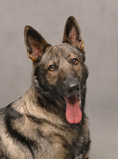 Havoc, a sable german shepherd