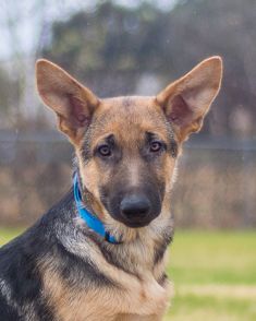 Jack is a black and tan german shepherd puppy